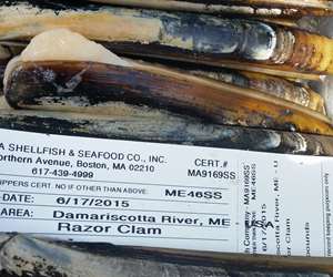 Razor clams