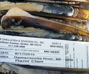 razor clams
