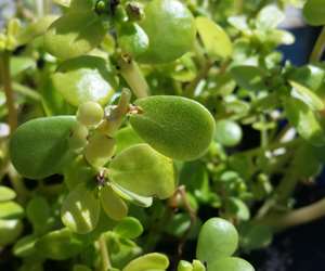 Purslane