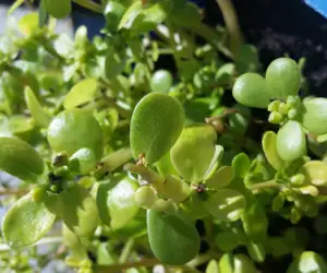 Purslane