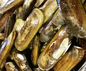 Razor clams