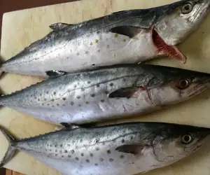 Mackeral