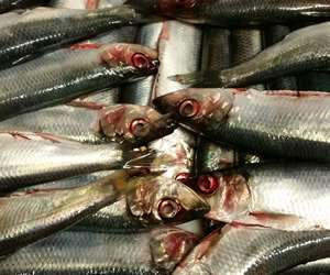 Sardines