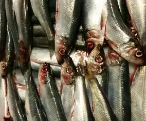 Sardines