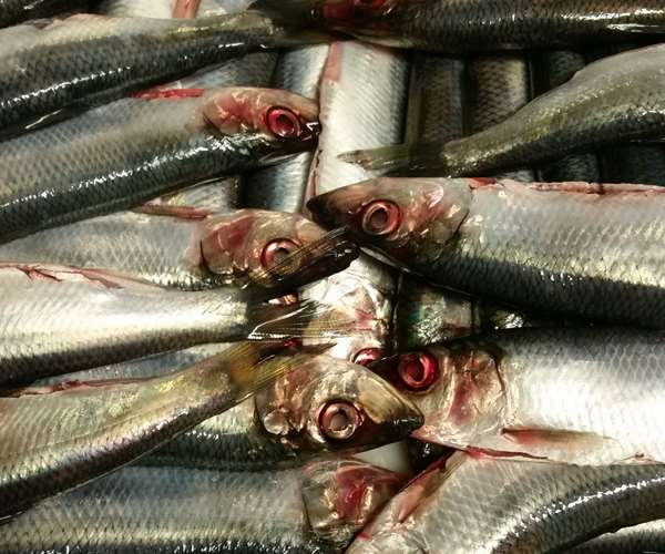 Sartheles- sardines