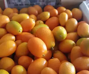 Kumquats at Taverna Khione. 