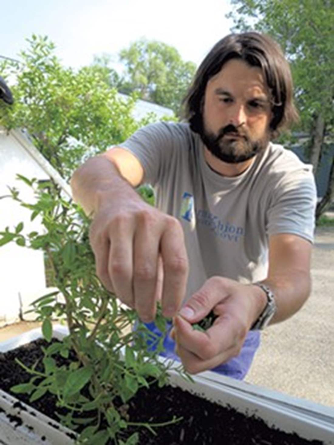 Chef Marc picking lemon verbena